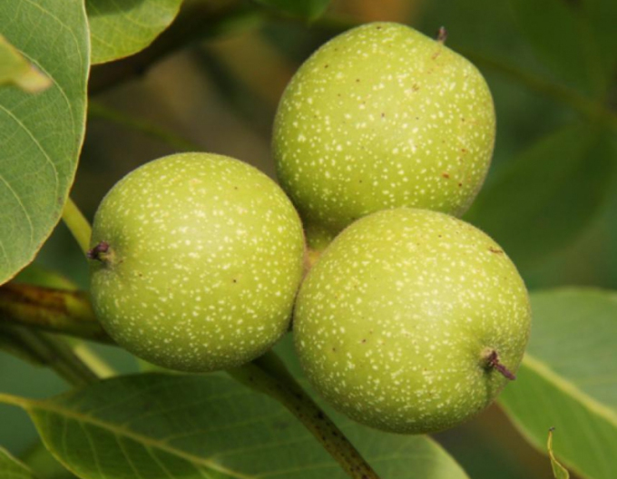 Orech ´Lara´ , voľnok.