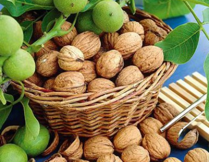 Orech ´Lara´ , voľnok.