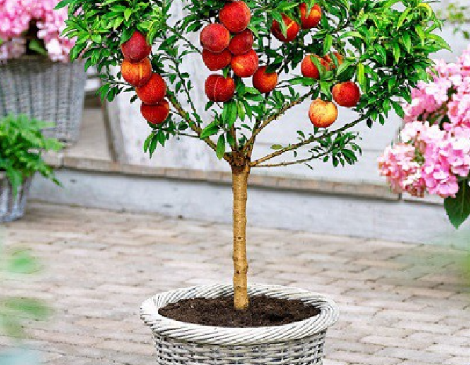 Nektarinka zakrslá Mini ´HONEY GOLD´, podp. Semenáč, voľnok.