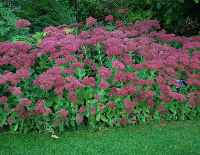 Rozchodník nádherný "Brilliant"