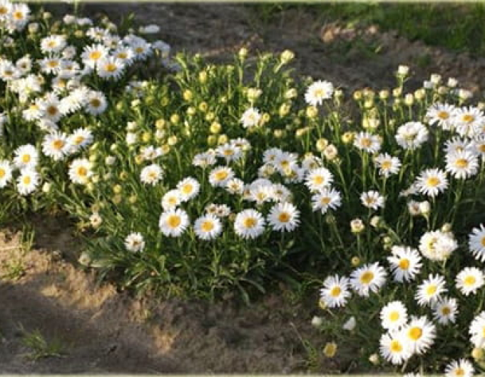 Astra alpinska ´White´