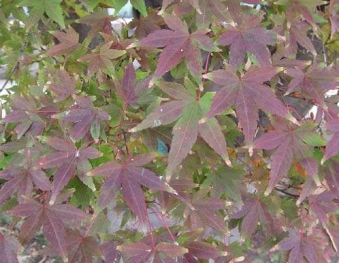 Javor "Atropurpureum"