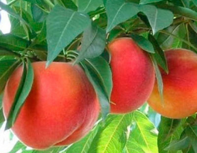 Broskyňa ´Springcrest´ skorá, podp. GF677, voľnok.