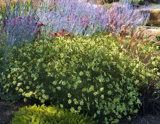 Kráska praslenová ’Moonbeam’