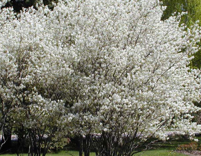 Muchovník Lamarckov 300cm+