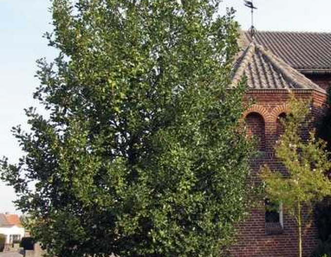 Cezmína ostrolistá