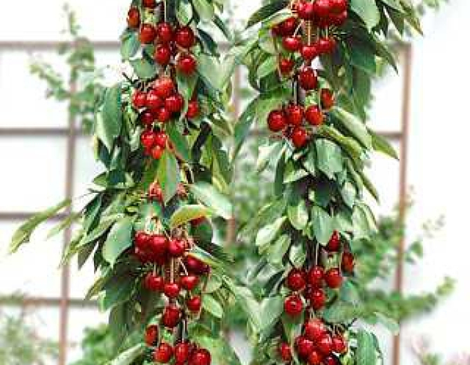 Čerešňa stĺpová ´Sylvia´, podp. Colt, voľnok.