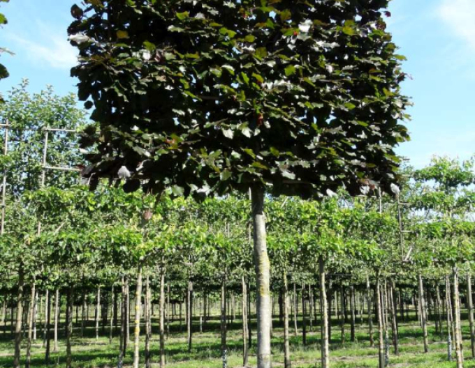 Hrab obyčajný ´Obdĺžnik 60x60x80cm´ na kmienku