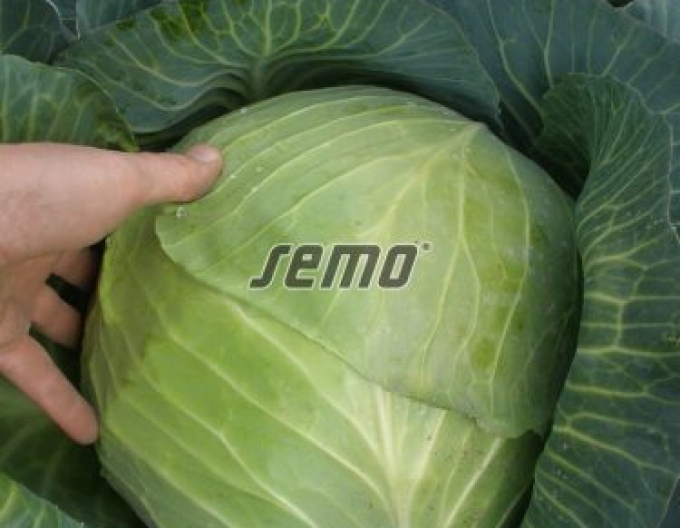 Semo Kapusta hlávková ´Portoza´