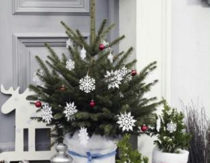 Smrek pichľavý 80/100 cm, kont.