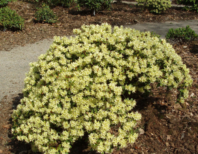 Rododendrón ´Princess Anne´