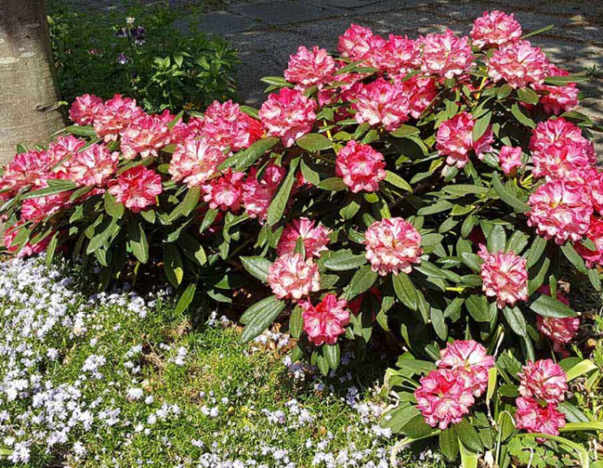 Rododendrón ´Sneezy´