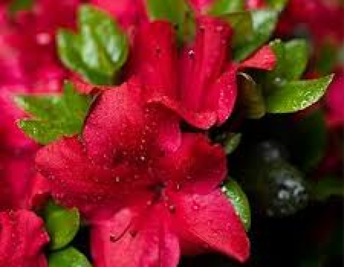 Azalka japonská ´Johana´