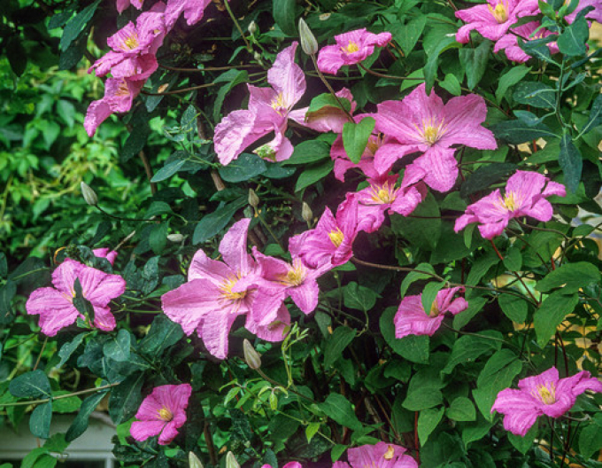 Plamienok ´Comtesse de Bouchaud´