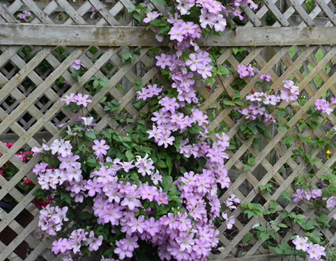 Plamienok ´Comtesse de Bouchaud´