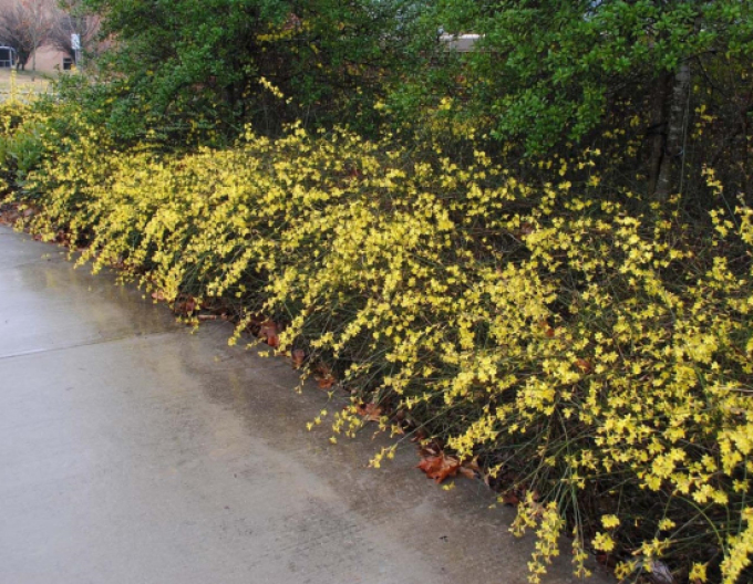 Jazmín ´Argenteomarginatum´