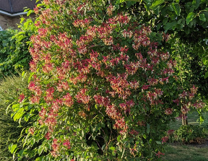 Zemolez ovíjavý ´Serotina´