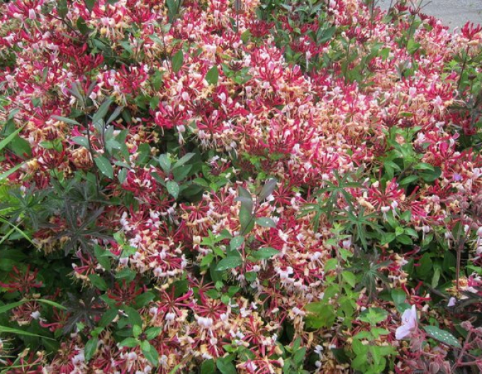 Zemolez ovíjavý ´Serotina´