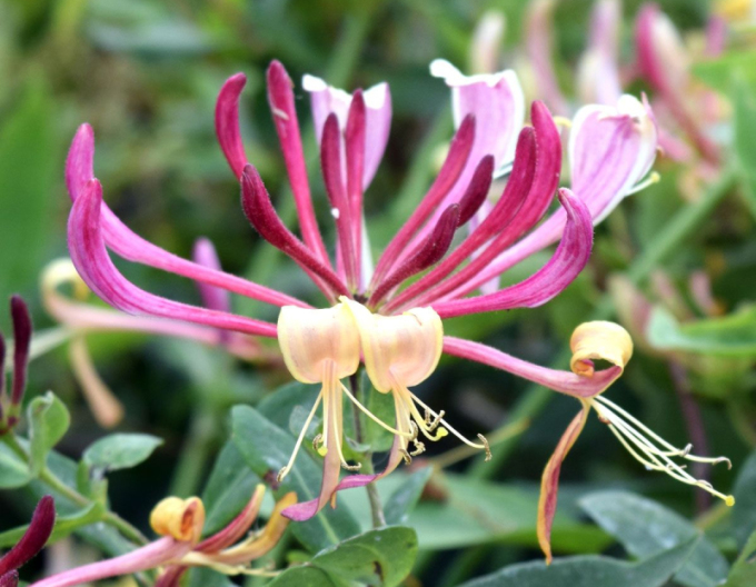 Zemolez ovíjavý ´Serotina´