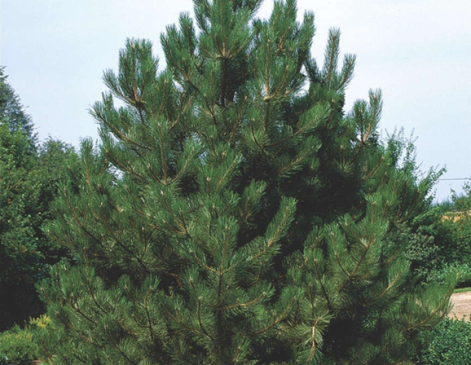 Borovica čierna (Pinus nigra)