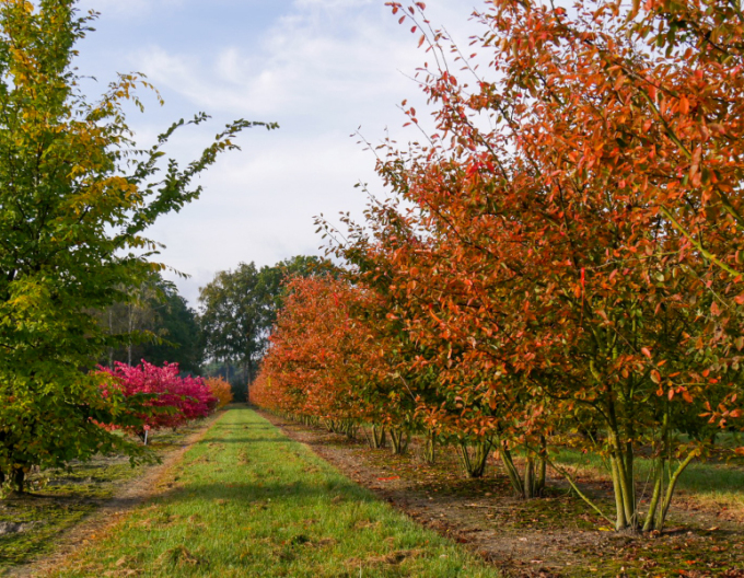 Muchovník Lamarckov viackmenný