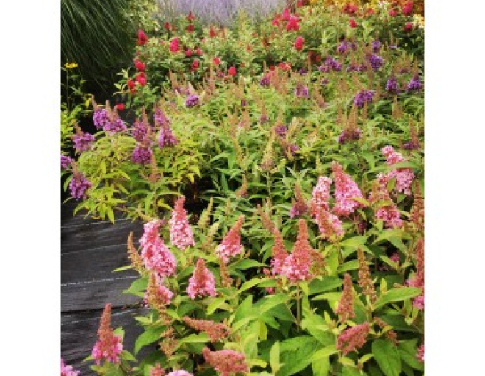 Budleja davidii ’Little Pink´ zakrslá