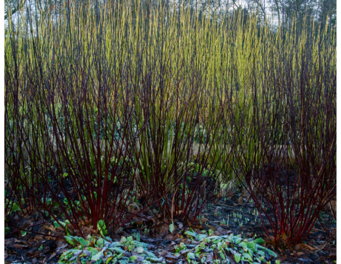 Svíb biely ´Kesselringii´