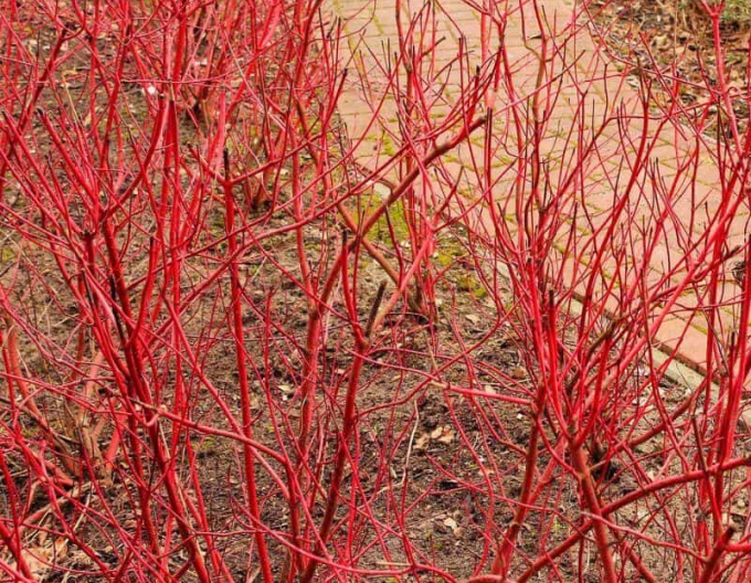 Svíb biely ´Miracle´