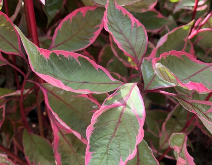 Svíb biely ´Miracle´