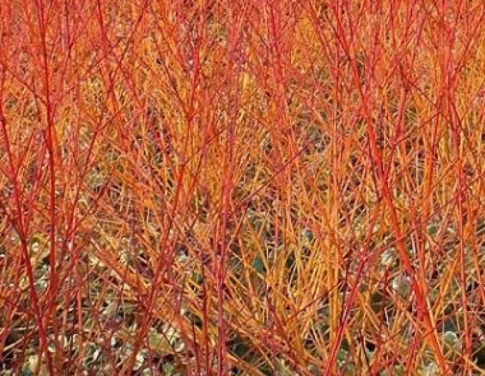 Svíb krvavý ´Anny Winter Orange´