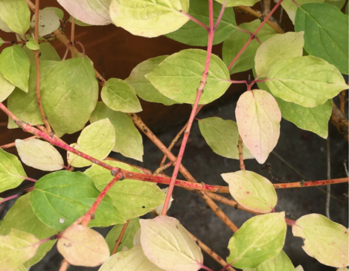 Svíb krvavý ´Anny Winter Orange´