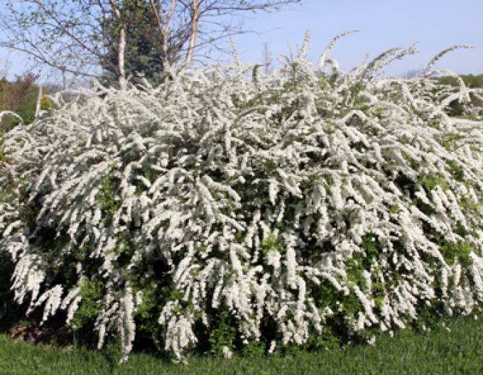 Tavoľník sivý ´Grefsheim´