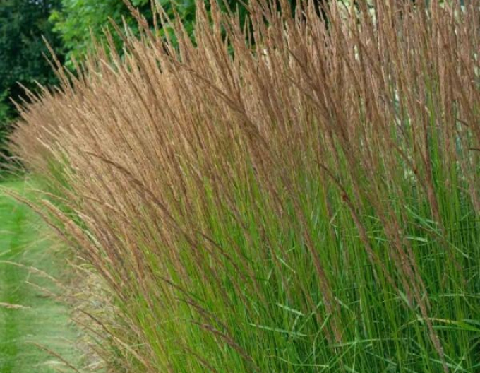 Bezkolenec ´Moorflamme´