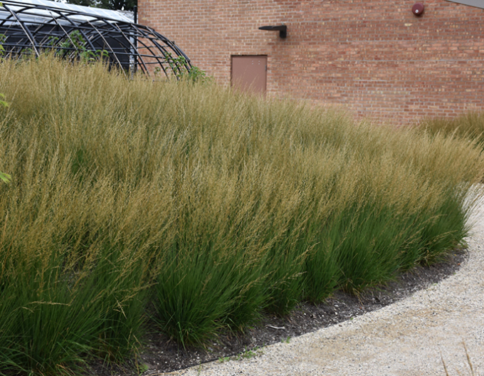 Bezkolenec ´Moorflamme´