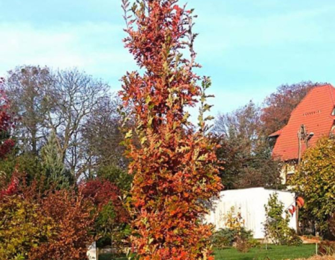 Dub stĺpovitý ´Crimschmidt´