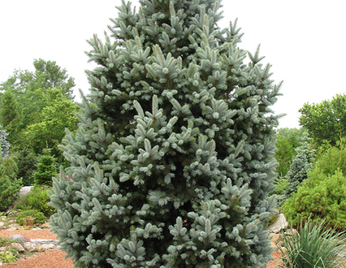 Smrek pichľavý ´Kosteriana Fastigiata Glauca´