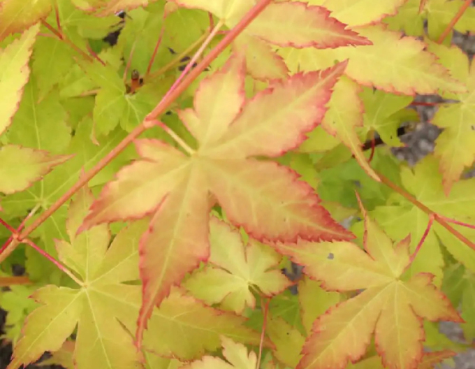 Javor dlaňovitolistý ´BI-HOO´