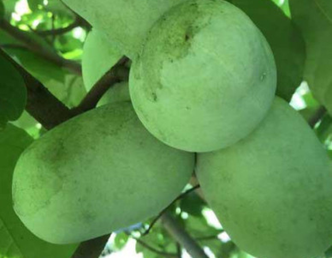 Asimina trojlaločná  - Banán Severu