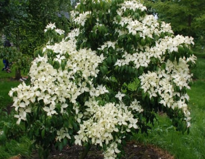 Drieň kousa China Girl