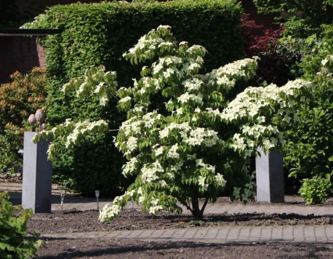 Drieň kousa Robert Select