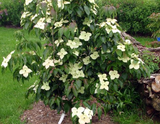 Drieň kousa ´Teutonia´