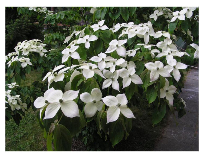 Drieň kousa ´Teutonia´