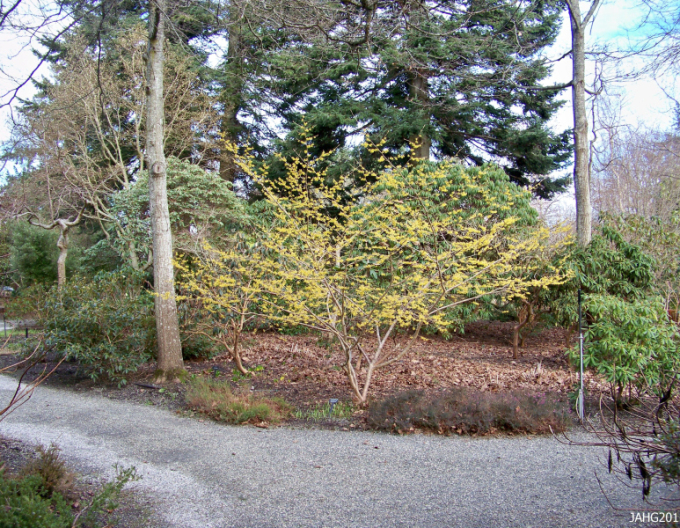 Hamamel prostredný ’Pallida’