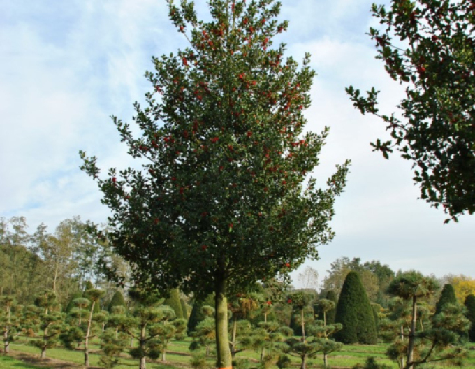 Cezmína ostrolistá na kmienku