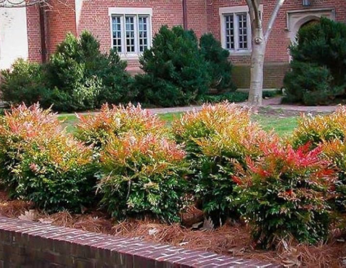 Nandína ´Gulf Stream´ 20/25cm