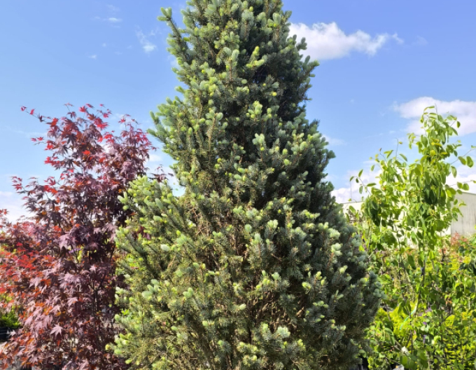 Smrek pichľavý ´Kosteriana Fastigiata Glauca´