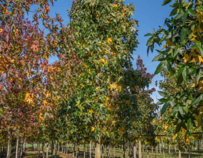 Ambrovník ´Slender Silhouette´ 200 - 250cm