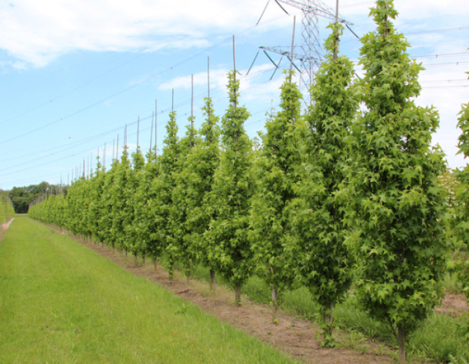 Ambrovník ´Slender Silhouette´ 200 - 250cm