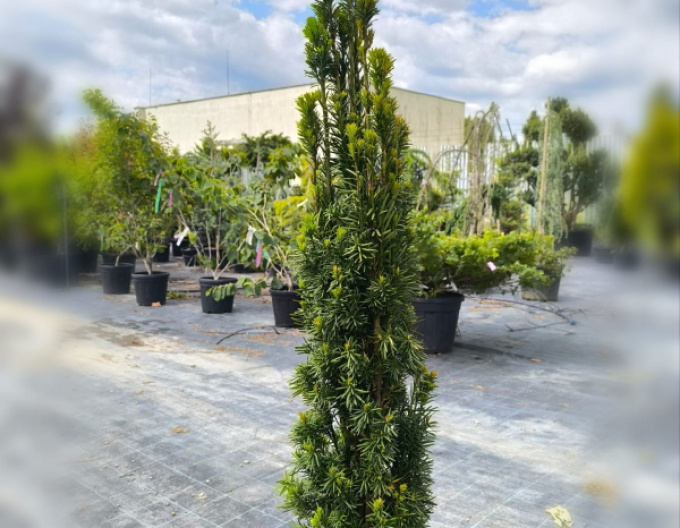 Tis obyčajný ´Hibernica´