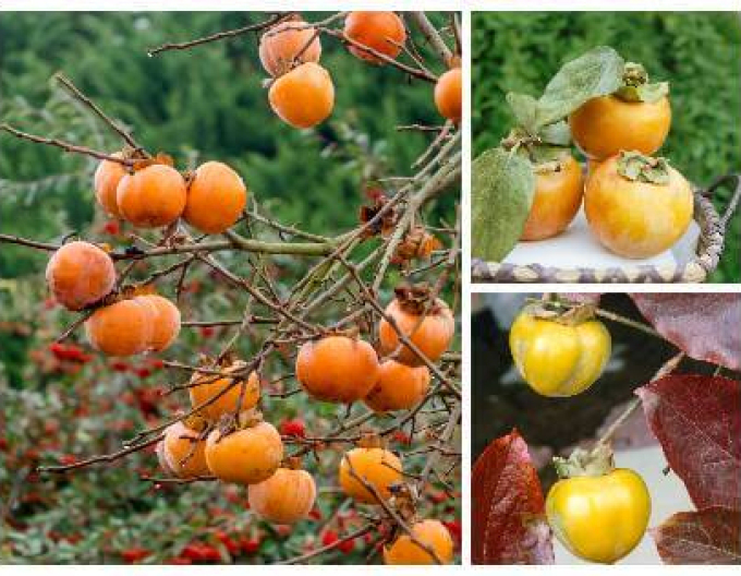 Hurmikaki ´CIOCCOLATINO´ na kmienku 9l